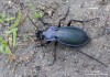 střevlík Scheidlerův (Brouci), Carabus scheidleri, Carabidae, Carabinae (Coleoptera)